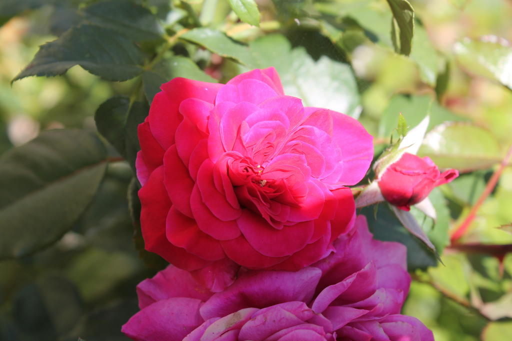 Agriturismo Poggio Della Rosa أميليا المظهر الخارجي الصورة